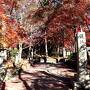 色艶やかな京都の紅葉をb_bさんと♪初めまして♪毘沙門堂、知恩院、智積院の紅葉＆丹 tan 和久傳ランチ
