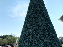 高雄中央公園　クリスマスツリー