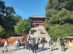 鶴岡八幡宮。こちらもシーズンです