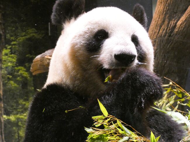 上野動物園の「リーリー」「シンシン」に13年分の“ダイスキ”を