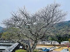 苔むした桜の木。華奢ながら風格あり。