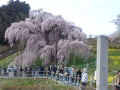 三春滝桜