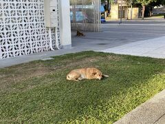 さてさて、荷物を置いたので散策に出掛けましょう。
元々の鉄道駅が公園になっていて、ホテルから目と鼻の先でした。
警戒心ゼロの犬が寝ていた。