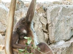 自転車で江戸川の河川敷から新川沿いを通って到着。

ブラウンケナガザルは、今年もおチビちゃんがいる。