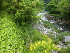 川の流れが楽しい須雲川沿い、腹ごなしに歩いてみよう