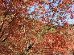 桜や紅葉など自然相手だとベストな時期は年によって違いますし旅行のように日程変更がしにくいと結構難しいですね
