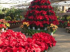 温室内はポインセチアの赤が眩いクリスマス仕様のまま…
