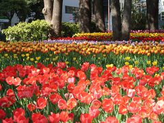 　関内駅で降りて、横浜スタジアムの横を通り過ぎると、見事に咲き誇っている色とりどりのチューリップが見えてきました。