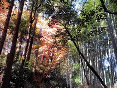 嵐山 竹林の小径