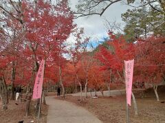 途中、曽木の滝へ寄りました。
一帯は自然公園となっており、紅い紅葉で彩られていました。