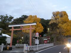 宮浦宮の夫婦イチョウです。中茶屋公園へ行く前に寄りかけたのですが、ダイヤモンド桜島を見てから寄ることにしていました。しかし公園で長居してしまったためホテルへ向かいます。
本来はホテル近くにある垂水千本イチョウ園へ行く予定にしていましたが、ライトアップは12月3日まで。HPでみたイチョウの様子は落葉して丸裸になっていたので行くのをやめたのですが、ここ夫婦イチョウは見頃でしたね。