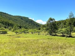 首切清水から少々ぬかるみ多めの林の中を歩くと突然パッと明るく開けた場所に出ます。

大阿原湿原です。