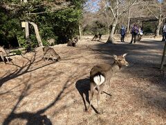 宮島は、鹿がたくさんいます。
襲われたりはしませんが、食べ物持っていると寄ってきます。
小さなお子さんも撫でれる位大人しい子たちでした。