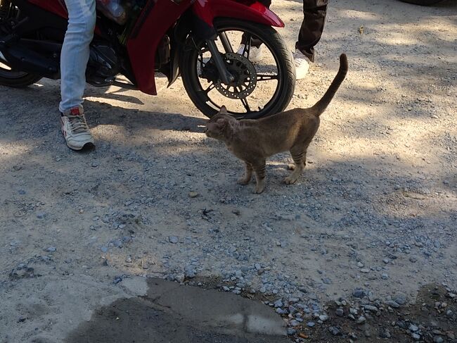 バイクの人が、何やら猫たちにあげていました。