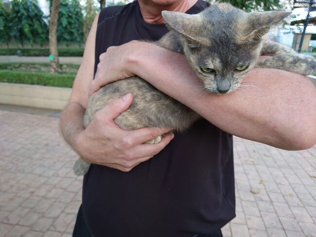バンコクに住んでいるアメリカ人が猫を抱いていました。この猫は、嫉妬深いので、こうやってだっこするんだとか。アグレッシブな猫なんだと。