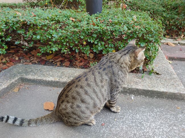 この猫は10キロ以上あるそう。櫛を取り出して、こうやって毎日手入れしてるんだと。栄養状態良好（むしろメタボ）でつやつやの毛並み。昨日、顔をわしゃわしゃされていたこです。この猫にチュールあげました。