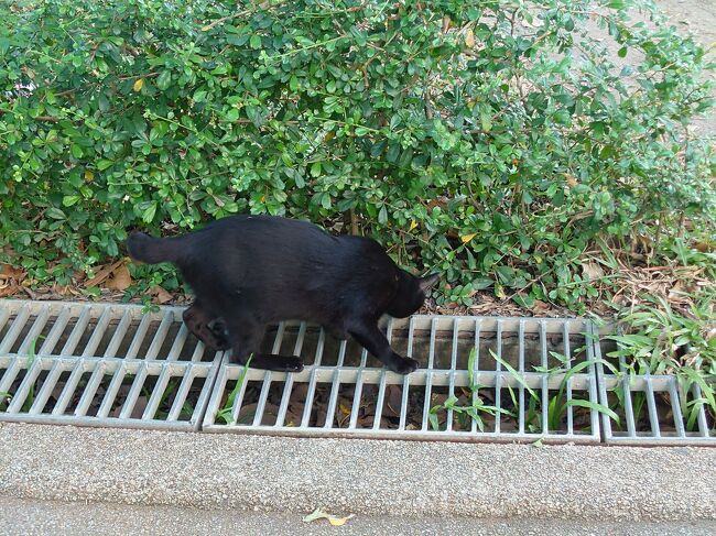 すでに餌をもらってるみたいで、カリカリにはくいついてこない。