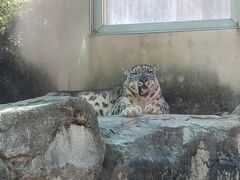 ★二日目★
さて！この日は旅メインのコアラを求めて王子動物園へやってきました！！
開園に間に合うようにバスで移動。
多分一番乗り？笑
スタッフの皆さんにおはようございますー！て出迎えられてちょっと恥ずかしかったです。
どんだけやる気ある大人なんだと笑

ちなみにまずはユキヒョウ