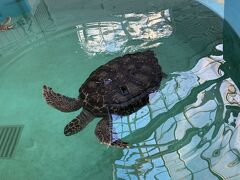 熊野まで南下して道の駅。
道の駅 紀宝町ウミガメ公園。
うみがめに餌をあげることもできるそうですが、この日はすでに売り切れ。