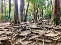 14:00
木の根道に到着。
この辺りは岩盤が地表近くまであるので、木の根が地中深く入り込むことができず、根っこが地表に露出した状態になっているとのこと。
他ではあまり見たこのないような感じで、幻想的な？光景です。

この木の根道以降、ようやく下り坂になりました。
後で調べたら、鞍馬駅からここまで約250mの高低差があるようで、約40分で休憩も取らず登ってきたので体力を消耗します。