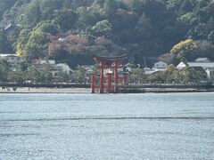 1996年12月に世界文化遺産に登録された『厳島神社』の
大鳥居が見えます。

まだ水が張ってますね。よしよし。急ぎましょう。