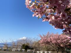 富士山がどこからも見える西伊豆。
河津桜もところどころに。