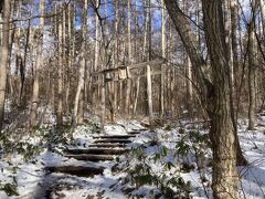 雪はあまりありません。
綺麗な森の登山道を登ります。
