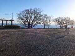 15：17、湘南平に到着。