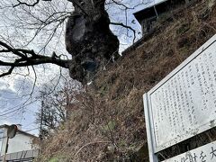 途中にある樹齢千年を超えるという神代欅。
平安時代からある老木です。

この木の上にある茶屋で後ほど休憩しました。
その様子はまた後で。