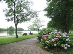 6月、都立水元公園へ平日午前に行きました。外溜に面してベンチが並び、アジサイが咲いていました。公園内の樹木に説明板があり、木々の名前を確認しながら散策しました。