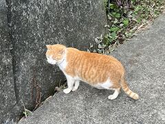 三毛猫