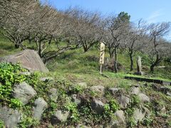 幕山公園梅林　本数4000本の梅が2月上旬から3月にかけて、咲き誇ります