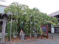 盛岡市の寺町通沿いにある「龍谷寺」は、明治4年から明治28年まで石川啄木の伯父が住職だった寺で、啄木も少年時代にたびたびここを訪れていたということです。その龍谷寺の境内に国の天然記念物に指定されている「モリオカシダレ」があります。私たちが訪れたのは10月半ばで、もちろん開花はしていませんが、満開の時期に再訪したいと思わせるような風格ある姿でした。