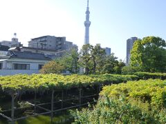 亀戸天神社