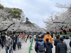 ３／２５
上野公園の桜は満開。ちょっと天気が悪いのが残念です。