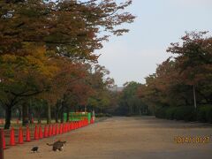 西の丸庭園　朝早くは入れません。ねこさんはOK。