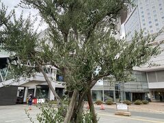 高松駅の前にあった、オリーブの木。
そろそろ空港へ行く時間ですが、最後に香川県庁を見に行きます。