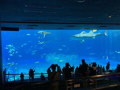 その後は、ホテル隣の美ら海水族館へ。
メインの大水槽はいつも人でいっぱいです。