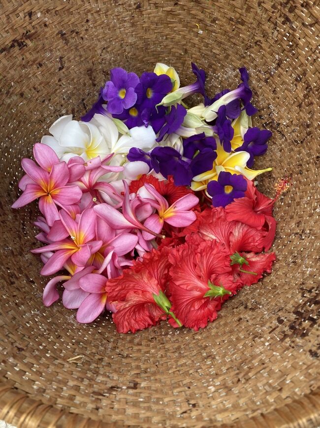 バスケットに花を集めている人から写真を撮らせてもらう<br />高枝ばさみのようなのを使って取っていましたｗ