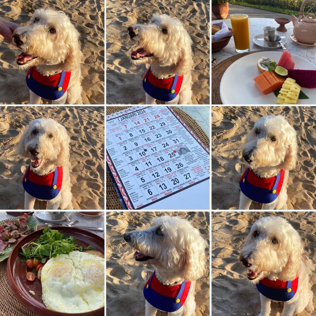 ラブラドゥードゥルのランドくんとｗ<br />キンタマニ犬との雑種だけどレスキューで人慣れしてないよって言う子と　キンタマニイミックスと　プードルの４匹づれのご家族だった