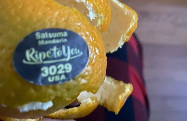 日本のみかんにかなうものはありませんが<br />このカリフォルニアのさつまRipetoyouも美味しかった<br />富士リンゴも　もちのろん　日本がダントツ一位ですけど<br />カリフォルニアでも作っていて　小ぶりですが美味しいのだ<br />それに　洋ナシ、、ボスク、バートレット、アンジョウなどあるし　コミスみたいに柔らかくなるまで待ってねっとりスプーンで食べるのもある、、しかし　ラフランスとかルレクチェみたいなのは　オンラインでオーダーのデイヴィッド＆なんとかに頼むしかないんです、、しかも　そんなに美味しくもない、、美味しいのは黒いさくらんぼうとオレンジ、、それに葡萄だな、、