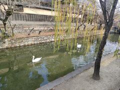 倉敷美観地区をお散歩。白鳥がいる～。