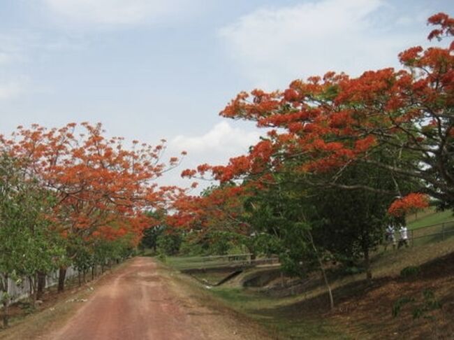ラオス側では火焔樹が美しく咲いていました、空気が汚い所では咲かないそうです。<br />
