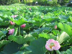 上野公園・不忍池に早朝から昼前にかけて花を咲かせる蓮の花を見に行ってきました。7月中旬という少し早い時季に訪れたため、葉は池全体を覆い尽くしていましたが、花の見ごろはもう少し先のようでした。それでも大きく花弁を拡げた花や大きなつぼみが、あちらこちらに見られました。