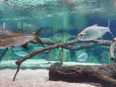 動物園の次は、隣のリバーサファリへ。今はリバーワンダーズへ名前が変わっていました。昔はなかったので、どんなものかと。写真はターポンという魚です。1mくらいあったと思います。