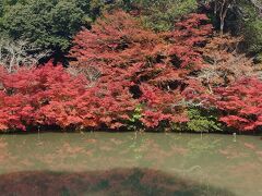 紅葉の季節だったので、武雄で有名なところ・・・と調べて御船山楽園に行ってきました。
なんと、期間限定展示をしていた映像アートの「チームラボ」の、一部展示は今も見られるとのこと！
差額を少しプラスして、紅葉とチームラボの展示を見に行きます。