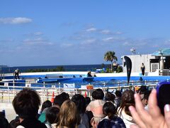 海岸近くにはオキちゃん劇場とイルカラグーンという水槽がありイルカショーを開催していました。