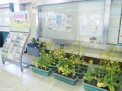 JR東海道線　二宮駅　11:00頃到着

駅構内の通路に菜の花が飾られています。
吾妻山の菜の花ウォッチングが始まる前日にやってきました。