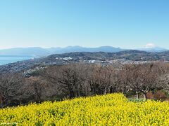 吾妻山展望台からの眺め

展望台の周りに咲く菜の花と富士山から続く伊豆半島方面の山並