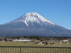 朝霧高原から富士山
牛が沢山